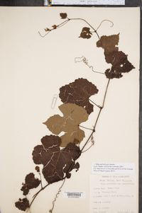 Vitis aestivalis var. bicolor image